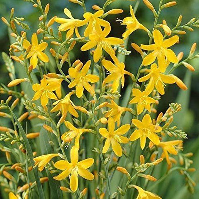 CYBEXIS LX-81 - Yellow Rain Lily - (60 Seeds) Seed(60 per packet)