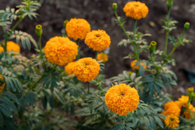 Unimart marigold/gende ka phool flower seeds Seed(50 per packet)