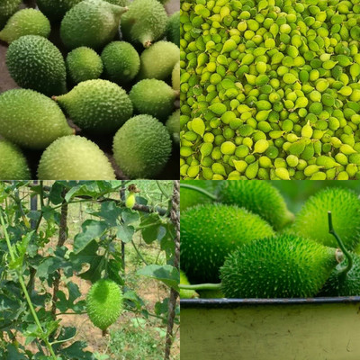 ibains Kakrol seeds biij 18 Seed(18 per packet)