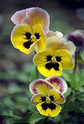 ACCELCROP Pansy Swiss Gaint Mixed Flower Seed(150 per packet)