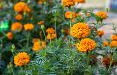 Apni Maati marigold,gende ka phool seeds Seed(21 per packet)