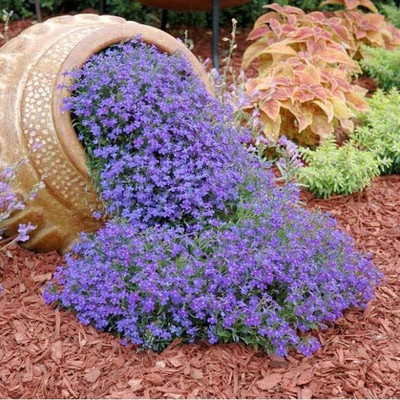 Lorvox Hybrid Sweet Allysum Seed(75 per packet)