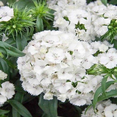 Lorvox Sweet William 'Double Mix' Seed(20 per packet)