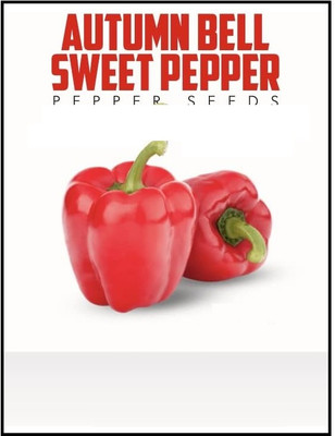 Biosnyg High Germination Sweet Red Capsicum Vegetable Seeds for Garden-(100 Seeds) Seed(100 per packet)