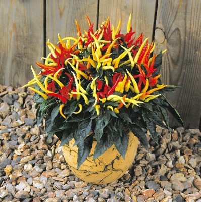 CYBEXIS Organic Seeds of Medusa Sweet Chilli Pepper-300 Seeds Seed(300 per packet)