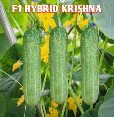HYBRID 10g krashna cucumber seeds Desi type very testy fruits Seed(10 g)