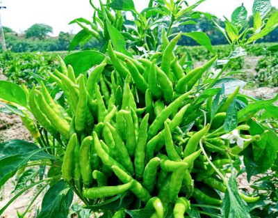 GREENSEA Surajmukhi Chilli, Teekha Mirchi Seed(76 per packet)