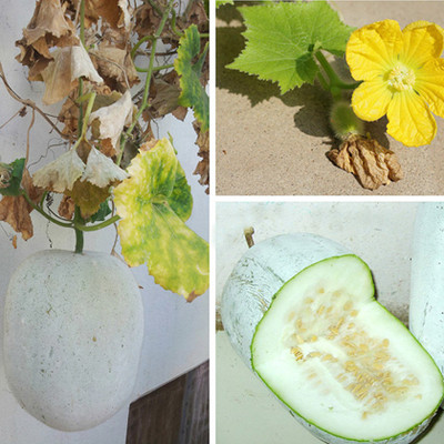 GreenServe AshGourd Seed, Chalkumro, Pure Organic Vegetable for Gardening, Pumpkin Seed(20 per packet)
