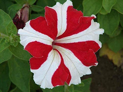 CYBEXIS Red White Star Petunia Seeds Seed(1 g)