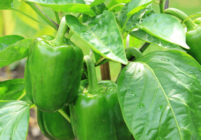 DEYS AGRO ™ f1 hybrid capsicum|shimla mirch seeds High Yield vegetable Seed(73 per packet)