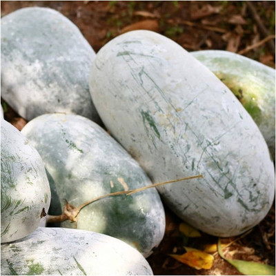 BJUBAS Ash gourd seeds for planting PACK OF 39 Seed(39 per packet)
