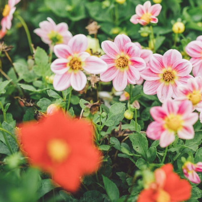 Seedsqlty Dahlia seeds for home garden, high germination (40 seeds) Seed(40 per packet)
