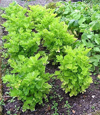 CYBEXIS XLR-6 - Chinese Celery Kintsai - (250 Seeds) Seed(250 per packet)