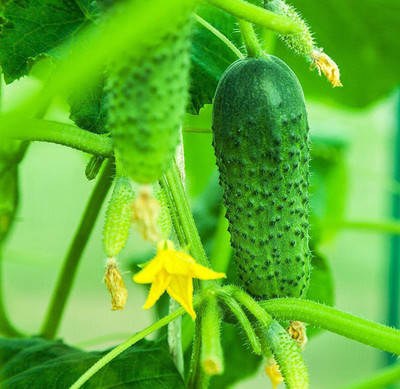 CYBEXIS High Germination Cucumber Seeds Green1000 Seeds Seed(1000 per packet)