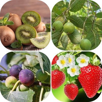 seedx Hybrid Kiwi, Strawberry, Guava, Anjeer, Combo Pack Seeds, Mega Combo Pack Seed(52 per packet)