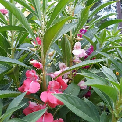 Lorvox Balsam Tom Samb from Russia Seed(20 per packet)