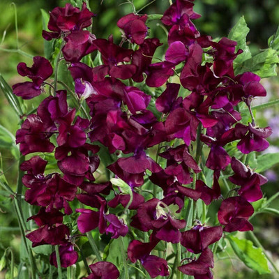 Lorvox Sweet Pea Flower Seeds F1 Hybrid Seed(90 per packet)