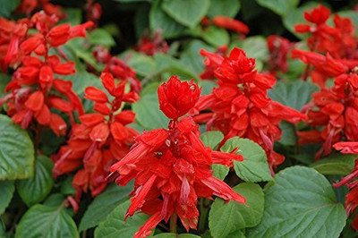 TRICONE Salvia Red Color Flower Seeds For Home Gardening 20 Seeds Pack SR26 Seed(20 per packet)