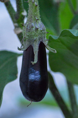 KNESSiN Extended Harvest Season Violetta Lunga Eggplant Brinjal ( Seeds) Seed(5000 per packet)