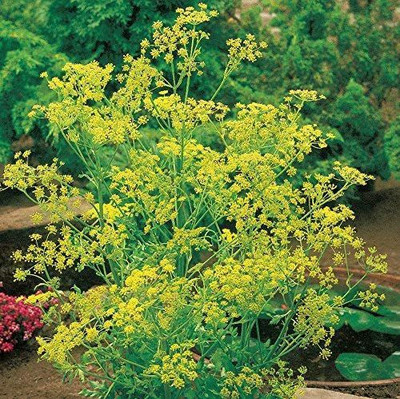 CYBEXIS XL-12 - Dill Dwarf Fernleaf Herb - (2250 Seeds) Seed(2250 per packet)