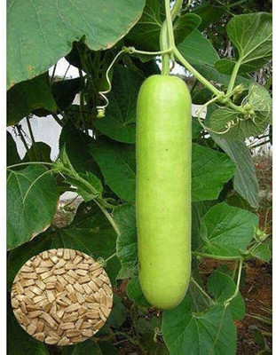 Arshiayat F1 Bottle Gourd Seeds, Long Lauki Seeds, Hybrid Lauki, Lau Seed(32 per packet)