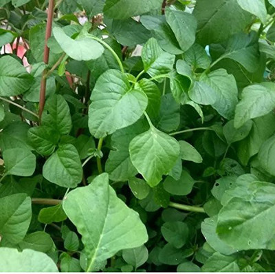 VibeX ® VXI-619 Amaranthus,Chaulai Saag Seeds Seed(500 per packet)