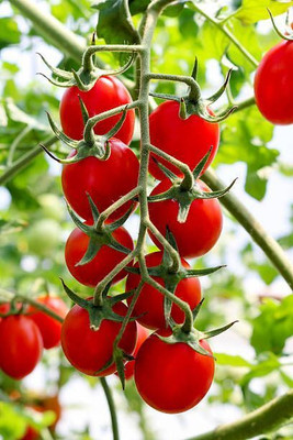 NurseryFriends tomato Seed(75 per packet)