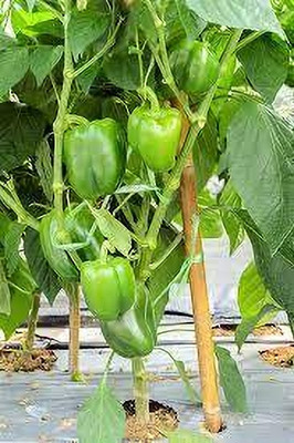 Seedsqlty hybrid capsicum seeds Seed(70 per packet)