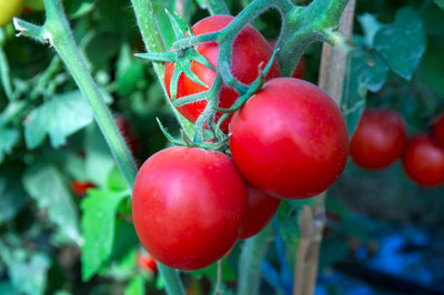 HOLIC STORE tomato Seed(120 per packet)