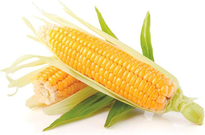 BDSresolve corn seeds hybrid all season/Corn seed 98 Seed(98 per packet)