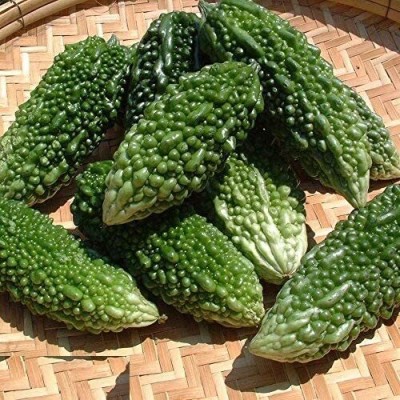 CYBEXIS LXI-73 - Bitter Gourd Santur F1 Hybrid - (100 Seeds) Seed(100 per packet)