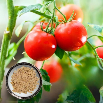 DEYS AGRO ™ tomato seeds, hybrid desi tomato seeds, ALL SEASON tomato Seed(53 per packet)