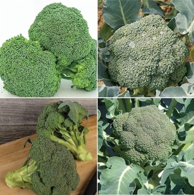 Qualtivate HYB-4A Heat Tolerant Broccoli 4 Varieties Seed(300 per packet)