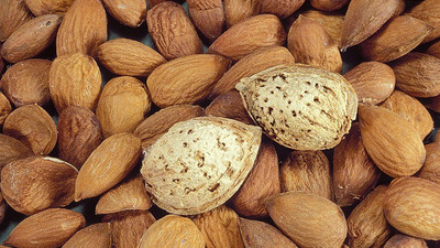 Countgreen Plus Almond (Badam) Tree Seed(5 per packet)