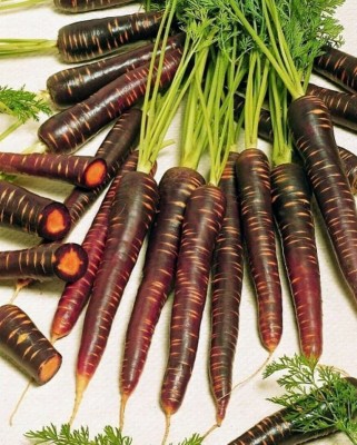 VibeX ® VXI-518 Carrot Hazes Deep Purple Seed(500 per packet)