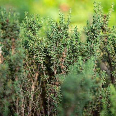 CYBEXIS Thyme Hardy Herb Seeds for Planting 800 Seeds Seed(800 per packet)