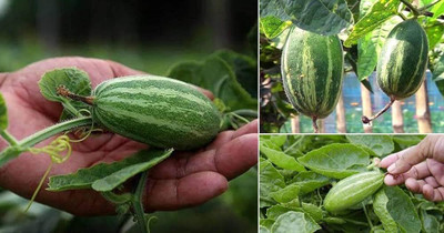 seedito Parwal vegetable seeds for farming/parwal seeds hybrid Seed(24 per packet)