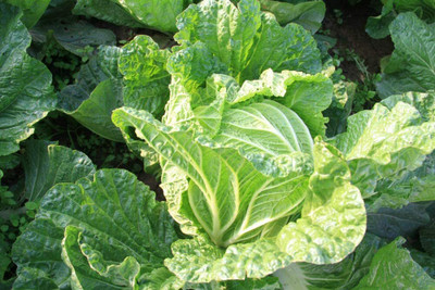 CYBEXIS Hybrid Chinese Cabbage Seeds for Disease-Resistant Base2000 Seeds Seed(2000 per packet)