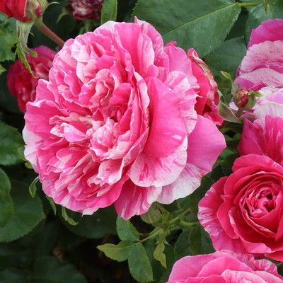 Qualtivate GBPT-6A Raspberry Cream Twirl Climbing Rose Seed(25 per packet)