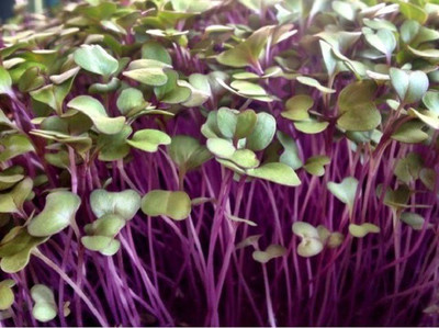 CYBEXIS Purple Vienna200 Seeds Seed(200 per packet)