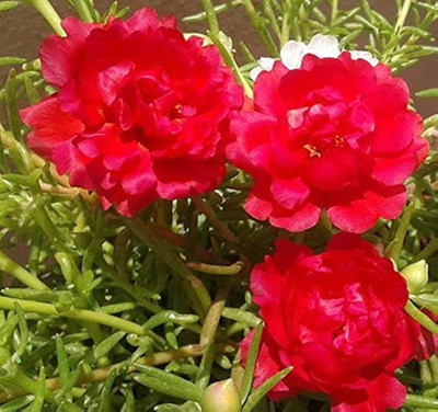 ibains Moss rose plant or seeds Seed(79 per packet)