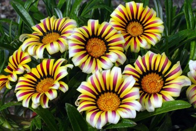 Quentova Gazania Bush Green Leaf Aztec Queen-NAMO-9P Seed(60 per packet)