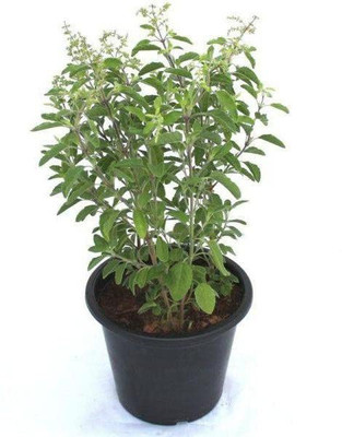 Aywal Tulsi Seed(15 per packet)