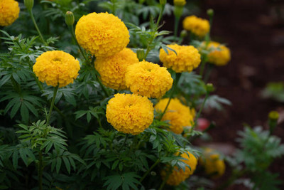 AAKASH marigold/gende ka phool flower seeds Seed(50 per packet)