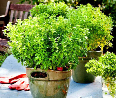 VibeX ® LXI-21 Basil Dwarf Fine Bush Minette Seeds Seed(1000 per packet)