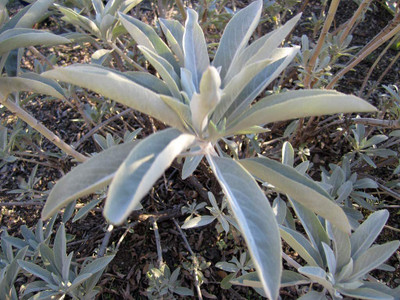 CYBEXIS PAU-45 - White Sage - Salvia apiana - (150 Seeds) Seed(150 per packet)