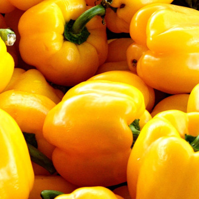 CYBEXIS XLL-86 - Hybrid Yellow Capsicum - (450 Seeds) Seed(450 per packet)