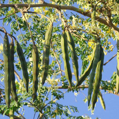 GREENSEA Drumstick, Moringa Seed(9 per packet)