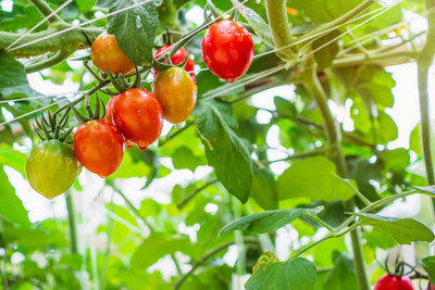 Kritanjali Creations tomato Seed(80 per packet)