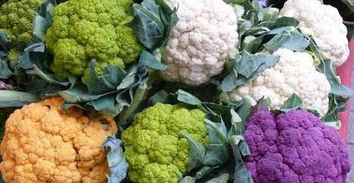 WILLVINE SCI -XII F1 Hybrid Imported Cauliflower Mixed [100g, 30000 Seeds] Seed(30000 per packet)